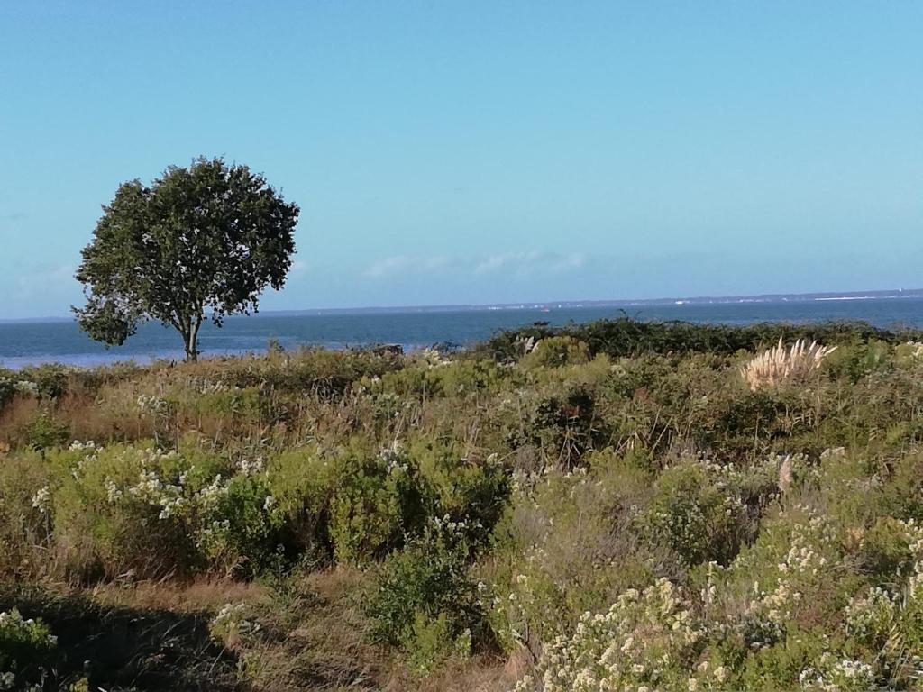 B&B / Chambre d'hôtes Le Pilotis 30 allée des cotonniers 33470 Gujan-Mestras