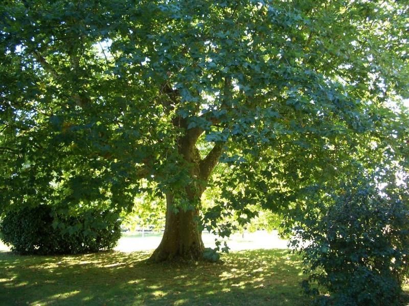 B&B / Chambre d'hôtes Le Platane Lunel 82130 Lafrançaise