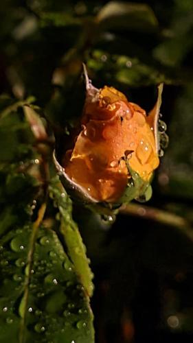 lesroses1680