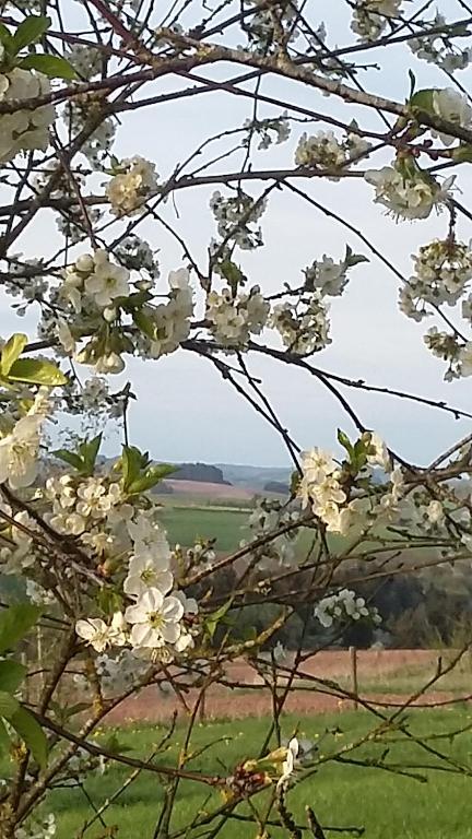 B&B / Chambre d'hôtes Martine-Hoeve 4 Hofswaldstraße 54597 Euscheid