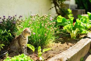 B&B / Chambre d'hôtes Masoe des Chatards Les Chatards n.a 03340 Neuilly-le-Réal Auvergne