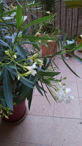 Nezignan paradisio