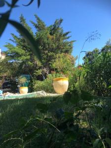 Oasis des Lavandes Coqueliot