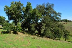Quinta Do Grilo