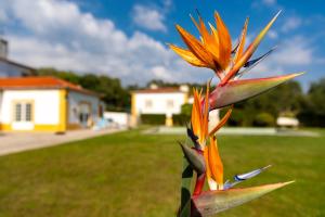 Quinta do Pé Descalço