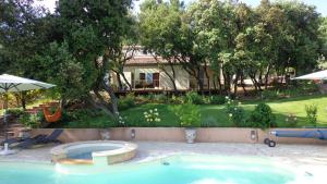 Santolines en Provence