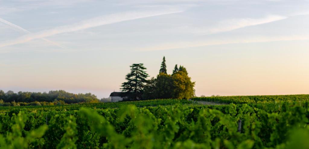 Vandenbeld Wines B&B Lieu-dit La Rogère, 24610 Minzac