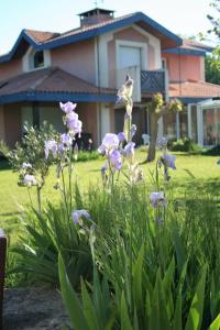 B&B / Chambre d'hôtes villa helianthe 23 Avenue du Vieux Bourg 33980 Audenge Aquitaine