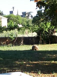 B&B / Chambre d'hôtes Villa SAINT-PRIVAT 1  chemin de Saint Privat 30210 Pouzilhac Languedoc-Roussillon