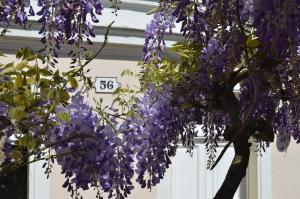 B&B / Chambre d'hôtes Wisteria 56, rue d'Avon 77300 Fontainebleau Île-de-France