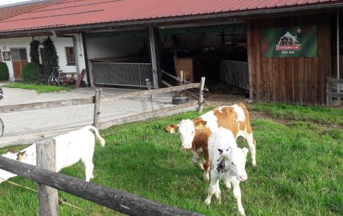 Beim Heiß'n Staudach-Egerndach allemagne
