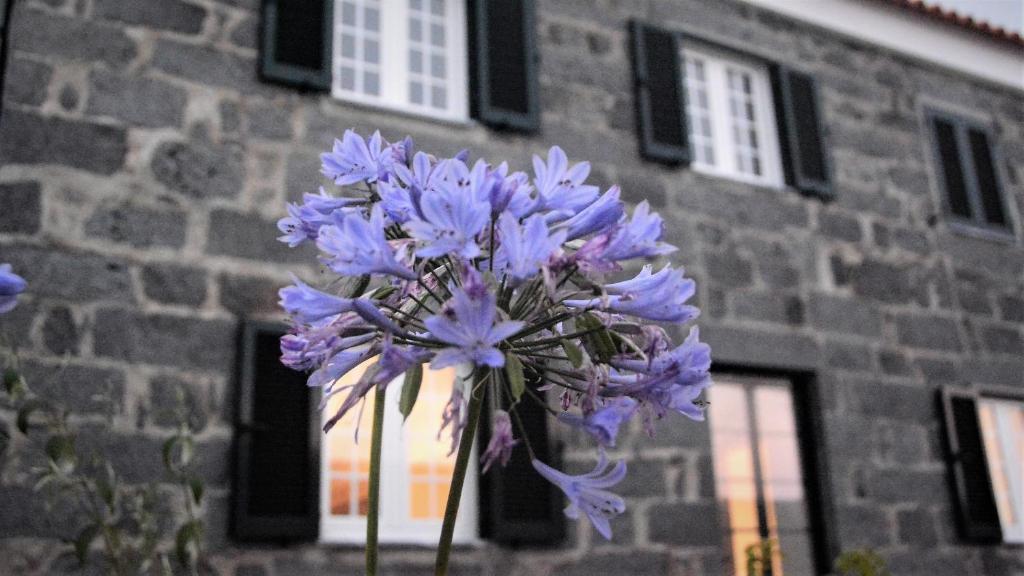 Maison d'hôtes BELO CAMPO - Ilha do Faial (Horta) EN1-1A, Jogo, 65, Castelo Branco, Horta, ilha do Faial, Açores, 9900-330 Castelo Branco