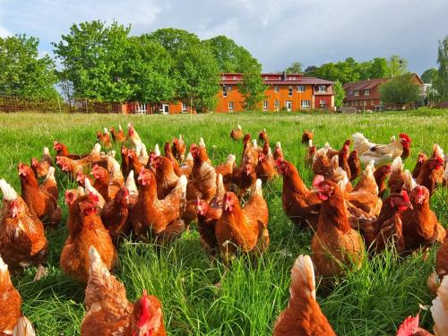 Biohof Medewege Schwerin allemagne