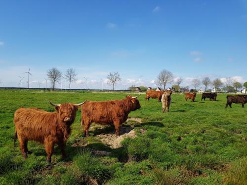 Biolandhof Dorn Highlander vom Elbdeich Nordleda allemagne