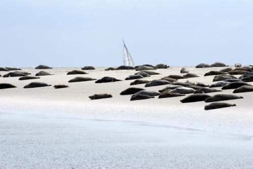 BORKUMUNTERKUNFT - WOH3 - IM HERZEN DER INSEL Borkum allemagne