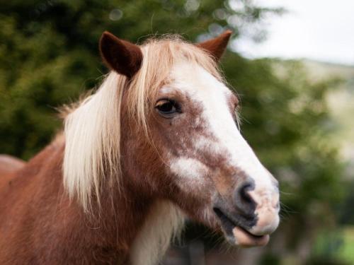 Cab'ânes du Pibeste Ségus france