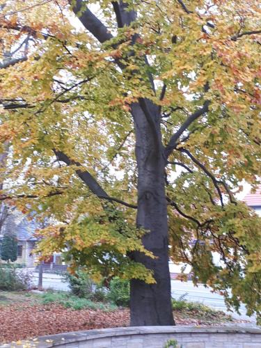 Maison d'hôtes Cafe Hehrlich - Cafe, Pension & mehr Mühlenstrasse 2a Bad Tennstedt