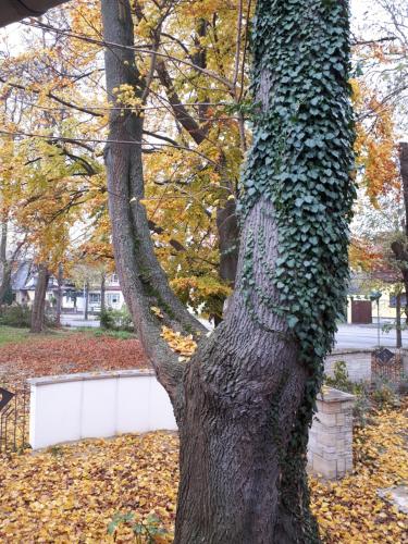 Cafe Hehrlich - Cafe, Pension & mehr Bad Tennstedt allemagne