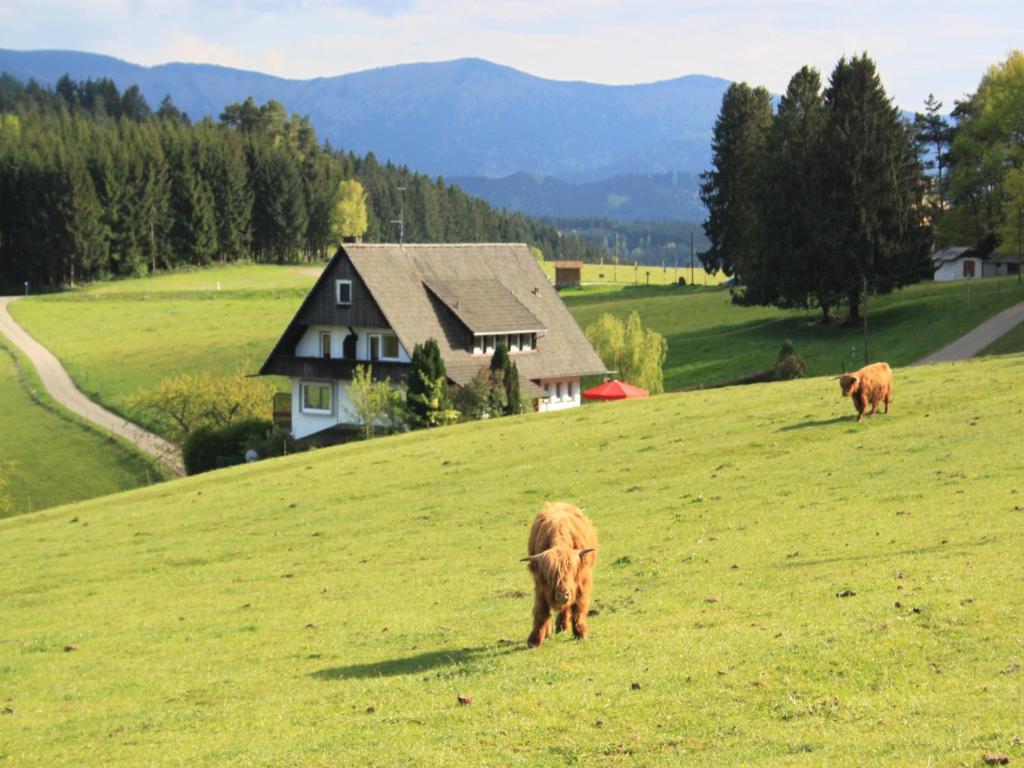 Maison d'hôtes Café Pfaus Heidburg Pfauß 3, 77796 Mühlenbach