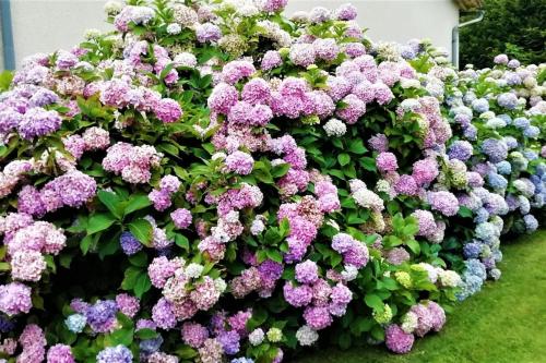 Calme et sérénité au gîte des hortensias Vaux france