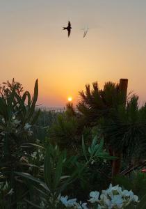 Camping Mar estang