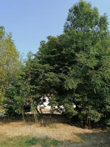 Camping Weides