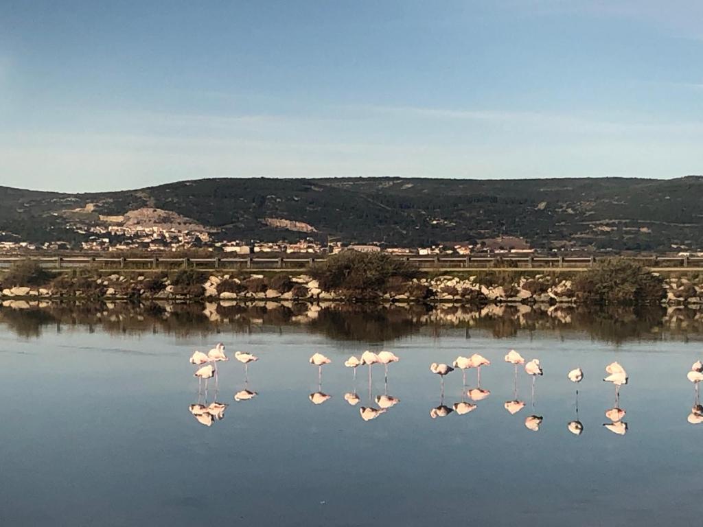 FLAMANTS ROSES 1 pers 6 45 Avenue d'Ingril, 34110 Frontignan