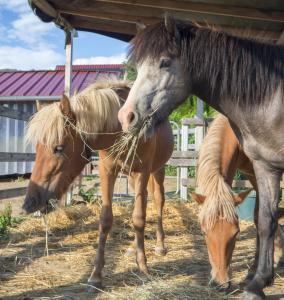 Camping Islandpferdehof Seelengrübchen - Ferien im Bauwagen 60A Hauptstraße 89353 Glött Bavière