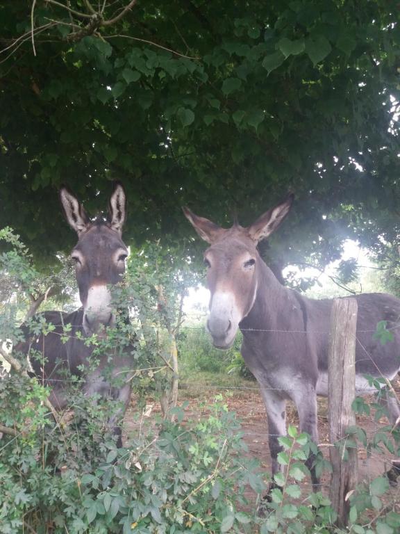KERFLAVEUR LA FRESNAYE AU SAUVAGE LIEU DIT L ETRE AUX BRIERES, 61210 La Fresnaye-au-Sauvage