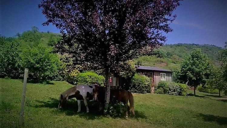 Camping la Frégière Chalets Lieu-dit la Frégière 12330 Clairvaux-dʼAveyron