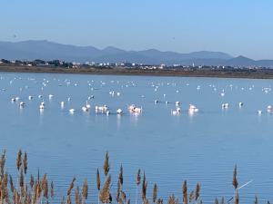 Camping MAR ESTANG 1203 Voie des Flamants Roses 66140 Canet-en-Roussillon Languedoc-Roussillon