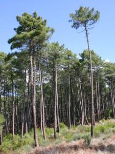 Mobil home 6 personnes Forêt des landes