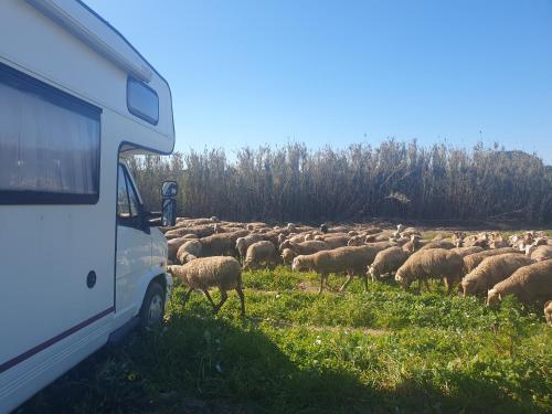 Rio's Camper