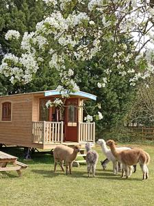 Camping Roulottes Les Alpaguettes 20 Rue du Haut Vouillac 17600 Saint-Romain-de-Benet -1