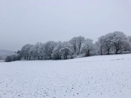 Schwedische Winter Hütte unter Buchen
