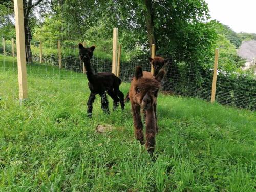 Casa de Alpaca Schmelz allemagne