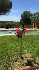 Chalet avec baignade biologique