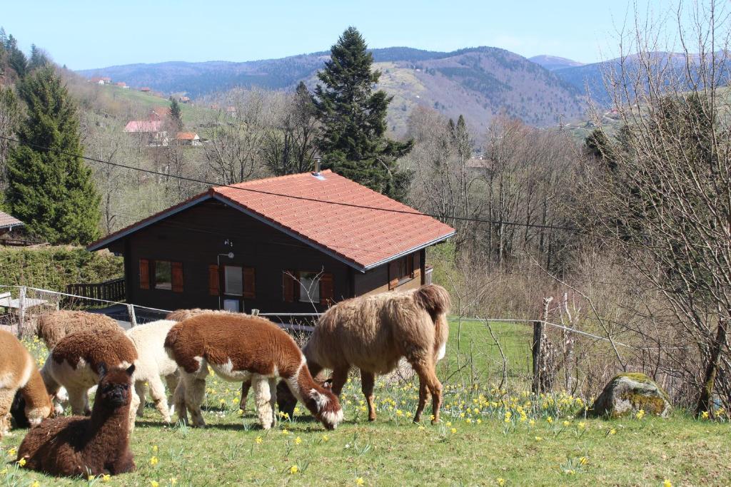 Chalet Chalet Les Bouleaux, la montagne des lamas 13 lotissements des grands champs gerard  La Bresse