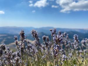 La Bergerie