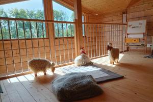 Superb modern chalet with 12 possible beds in the middle of the countryside