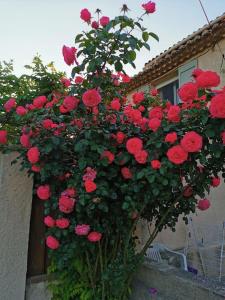 Tiny home entre jardin et piscine