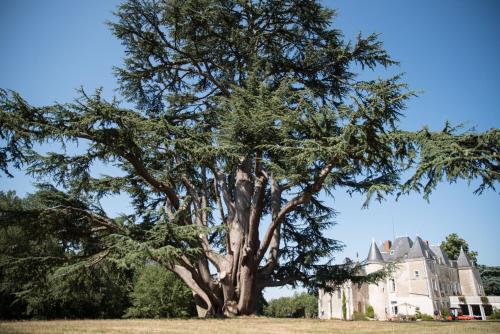 B&B / Chambre d'hôtes Château de Piolant LIEU DIT PIOLANT Dangé