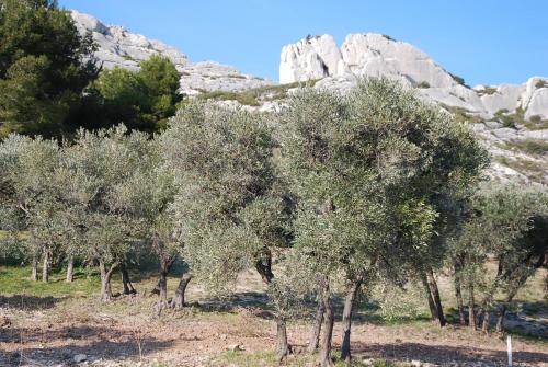 Hôtel Château de Servanes Domaine de Servanes Mouriès