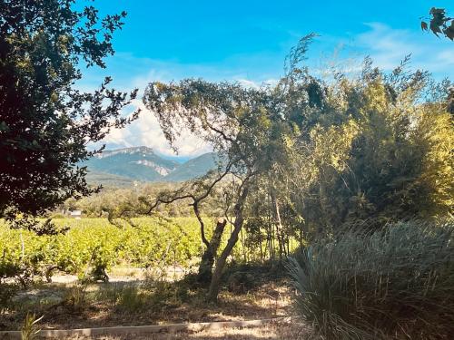 B&B / Chambre d'hôtes Château Le Martinet 3078 Route de Vaison La Romaine Violès