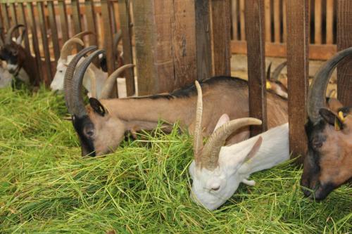 Séjour à la ferme chevrerie de la huberdiere 2 LE POMMIER Liesville-sur-Douve