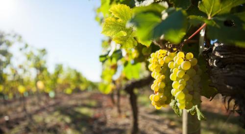 Clos des Vignes Hunawihr france