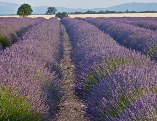 Coutelon, havre de paix en pleine nature ( 2 chambres) Saint-Jurs france