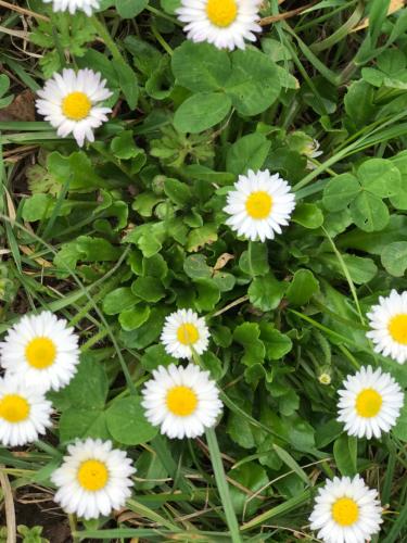 Dornröschen Höchst im Odenwald allemagne