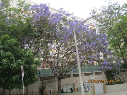 Appartement Edificio Canoa Rua Alvaro Gomes Armação de Pêra