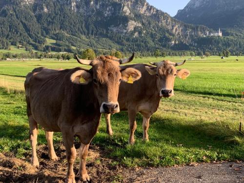 Erholsamer Traumurlaub wo auf Bergen Schlößer wachsen Prem allemagne